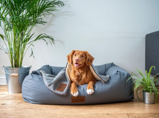 Kia Sportage Bold Smart & Adventure-Ready